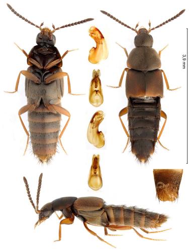 Oxypoda opaca